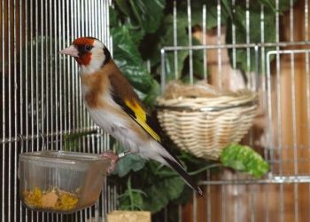 13a2db8c9cf3697def2f070d85bb7fee Xl