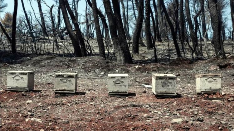 Μετά από 10 χρόνια πάλι πευκόμελο στην Εύβοια 5d9ec0de5a23323db57adfd3c4d5de0f