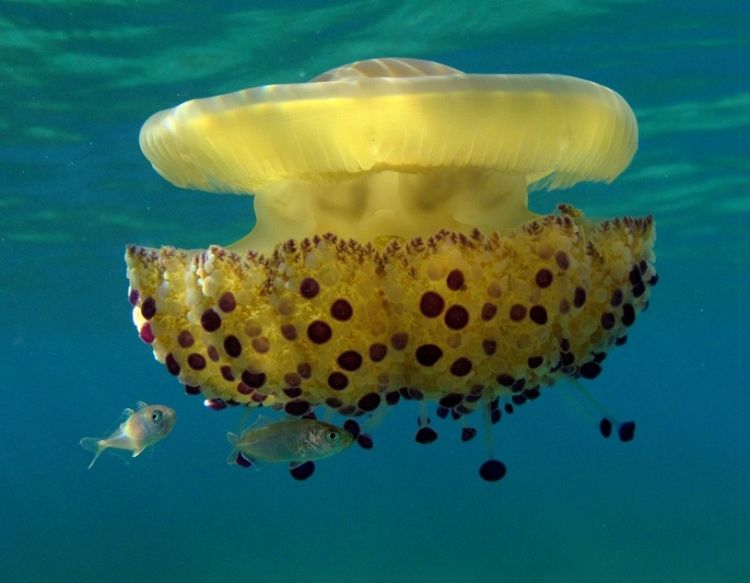 994302540b19afc59bc1cdee777abbb2