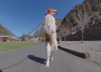 Dexter, Ο Σκύλος Που Έχασε Ένα Πόδι Σε Ατύχημα Και Έμαθε Να Περπατά Σαν Άνθρωπος