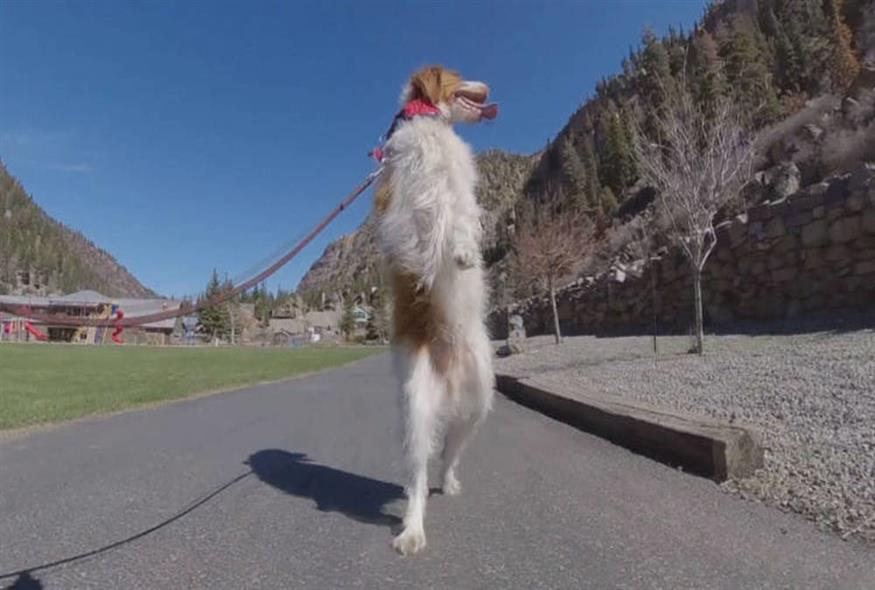 Dexter, ο σκύλος που έχασε ένα πόδι σε ατύχημα και έμαθε να περπατά σαν άνθρωπος