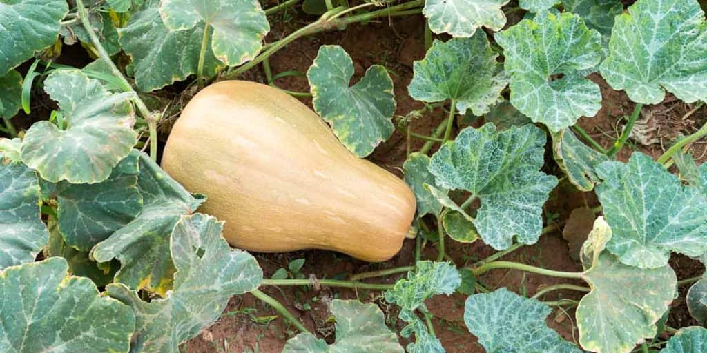 Κολοκύθες – ένα φθινοπωρινό λαχανικό Κολοκύθες – ένα φθινοπωρινό λαχανικό