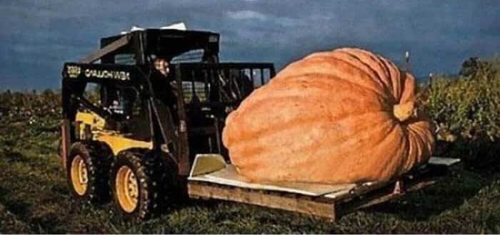 Κολοκύθες – ένα φθινοπωρινό λαχανικό Κολοκύθες – ένα φθινοπωρινό λαχανικό