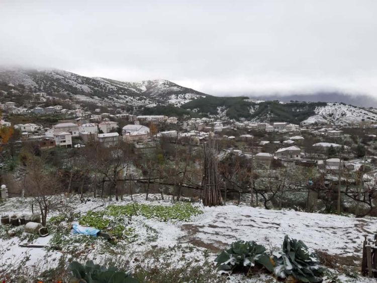 Η παραδοσιακή σφαγή του χοίρου στο Μεταξά