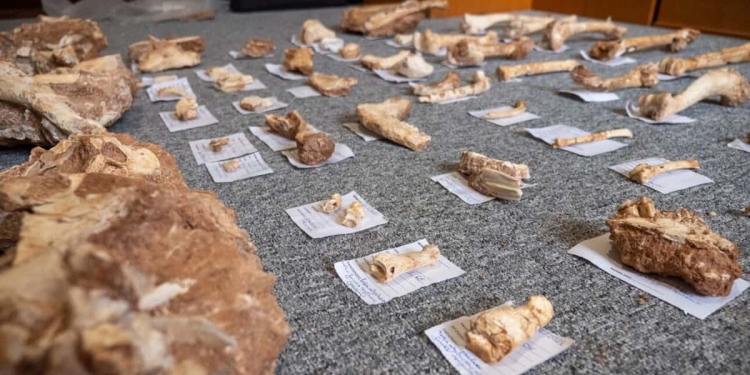 Μυτιλήνη: Στο Φως Απολιθωμένα Οστά Ζώων Που Έζησαν Στο Ελληνικό Jurassic Park Πριν Από 2 Εκ. Χρόνια