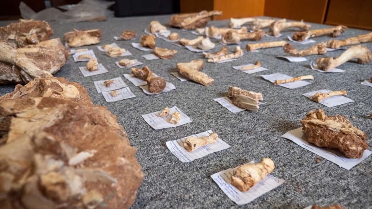 Μυτιλήνη: Στο Φως Απολιθωμένα Οστά Ζώων Που Έζησαν Στο Ελληνικό Jurassic Park Πριν Από 2 Εκ. Χρόνια