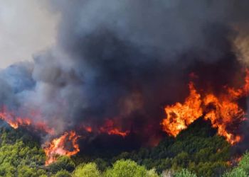 Αποζημίωση Φυτικών Μέσων Παραγωγής Που Επλήγησαν Από Τις Πυρκαγιές Του Καλοκαιριού
