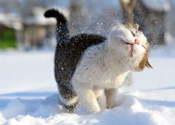 Καιρός Σήμερα: Τσουχτερό κρύο και σήμερα – Βελτιωμένος στο μεγαλύτερο μέρος της χώρας