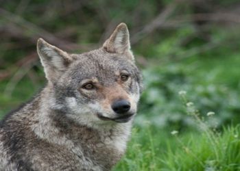 Οδηγίες και ενέργειες για την αντιμετώπιση των λύκων
