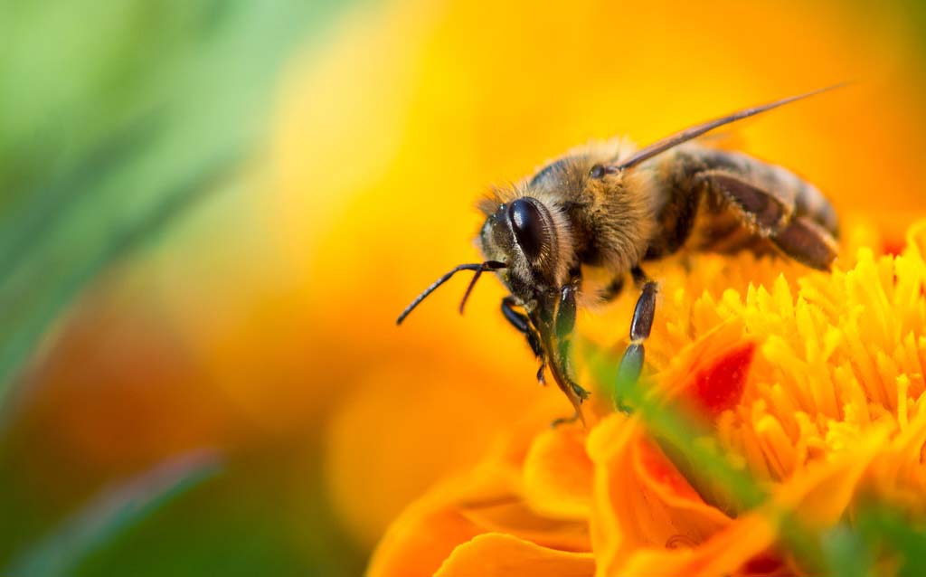 Οικονομική Ενίσχυση Της Νομαδικής Μελισσοκομίας