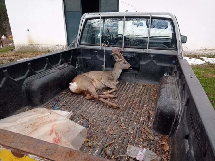 Έσωσαν ζαρκάδι δημοτικοί υπάλληλοι Έσωσαν ζαρκάδι δημοτικοί υπάλληλοι
