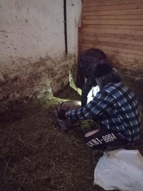 Έσωσαν ζαρκάδι δημοτικοί υπάλληλοι Έσωσαν ζαρκάδι δημοτικοί υπάλληλοι