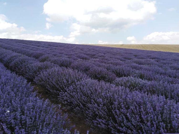 Οικονομική ενίσχυση των καλλιεργειών αρωματικών φυτών στα πλαίσια της πανδημίας από την Ευρωπαϊκή Επιτροπή. Μία ενίσχυσης ύψους 33,826 εκατ. Ευρώ Οικονομική ενίσχυση των καλλιεργειών αρωματικών φυτών στα πλαίσια της πανδημίας από την Ευρωπαϊκή Επιτροπή. Μία ενίσχυσης ύψους 33,826 εκατ. Ευρώ