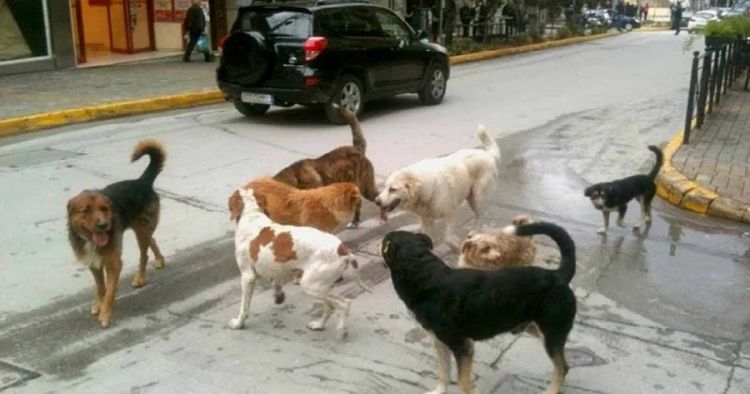 Ας  φροντίσει κάποιος για τα αδέσποτα του Αγίου Αθανασίου