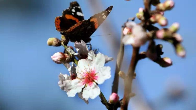 Καιρός Σήμερα: Βελτιωμένος και αίθριος, μύρισε Άνοιξη