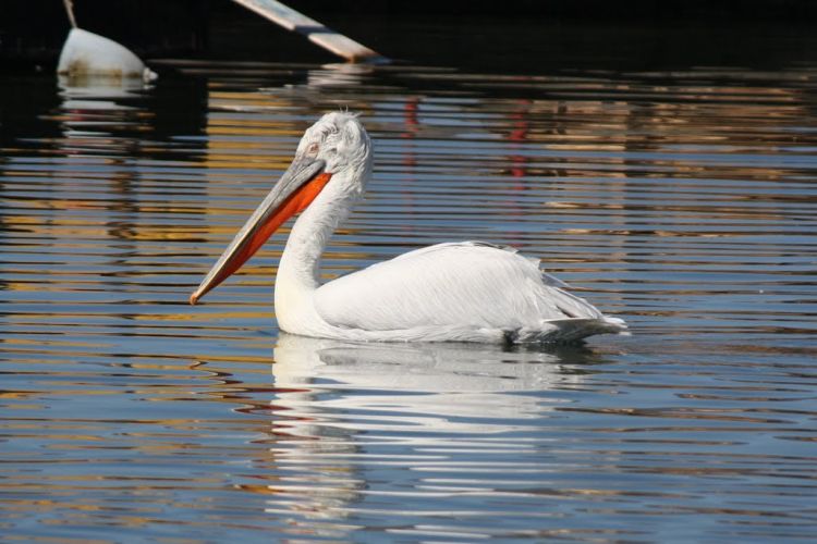 Καμία ανησυχία δεν υπάρχει για μετάδοση στον άνθρωπο του ιού της γρίπης των πτηνών
