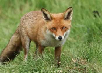 Πρόγραμμα Καταπολέμησης και Επιτήρησης της Λύσσας