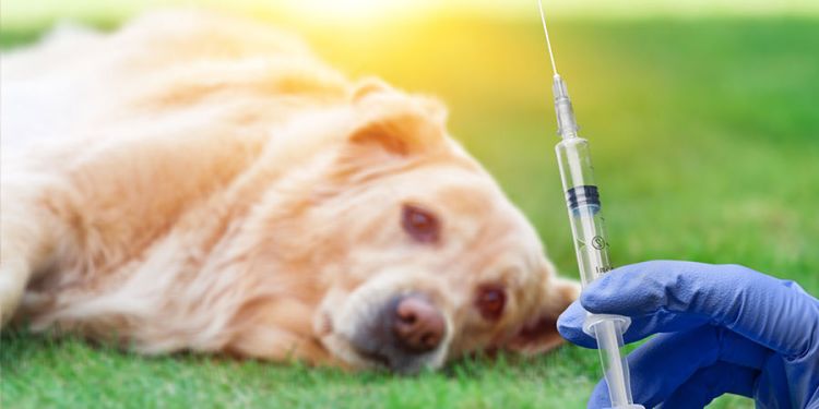 Τμήμα Κτηνιατρικής Κοζάνης: Ενημέρωση για τη Λύσσα