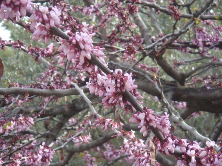 Άλλο πασχαλιά και άλλο κουτσουπιά