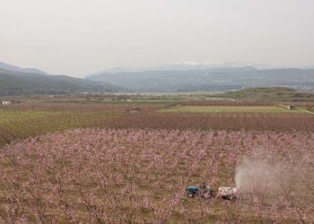 «Ο τουρισμός της ανθισμένης ροδακινιάς», το νέο προϊόν στον κάμπο της Μακεδονίας