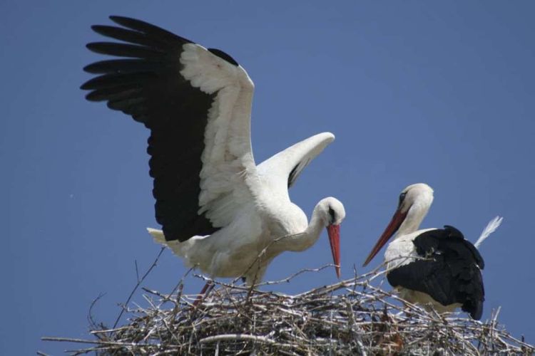 Πώς το ξέρουν;