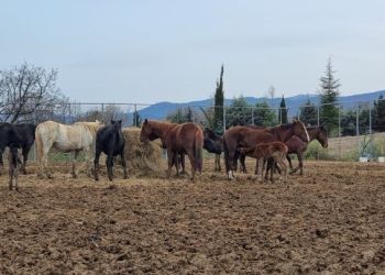 Ακυρώθηκε Η Δημοπρασία Για Τα 30 Άγρια Άλογα Στα Γρεβενά