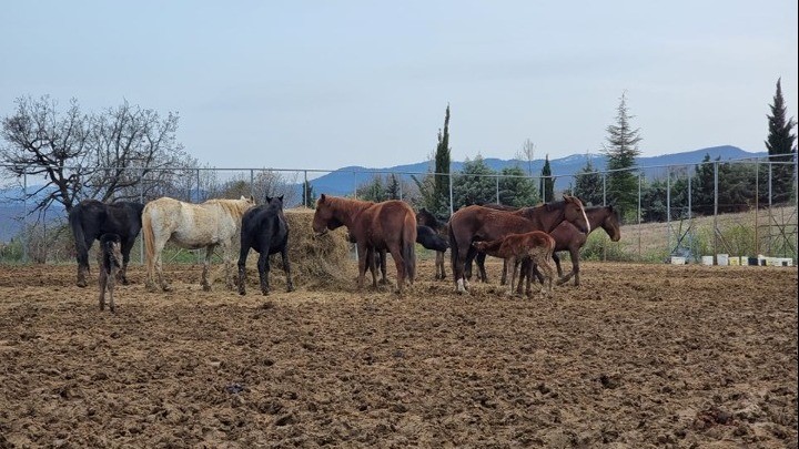 Γρεβενά: Άγρια Άλογα Σε Δημοπρασία Από Τον Δήμο Από Το Δήμο Γρεβενών
