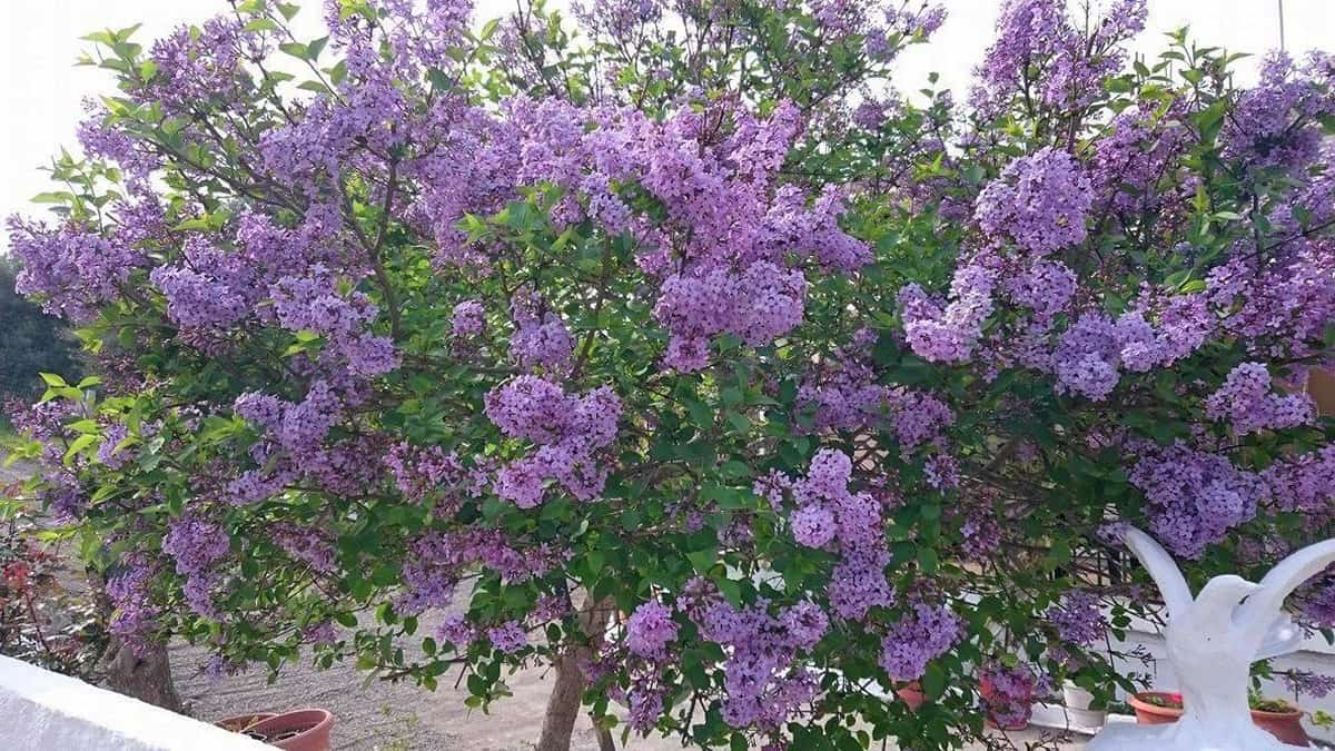 Άλλο πασχαλιά και άλλο κουτσουπιά Άλλο πασχαλιά και άλλο κουτσουπιά