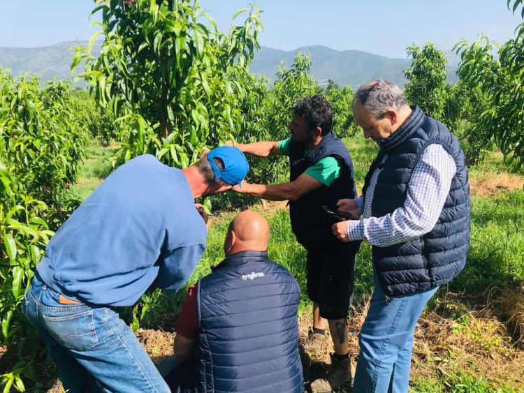 Αρκετές ήταν οι ζημιές από το χαλάζι στο Βελβεντό. Σύσκεψη στην Περιφέρεια