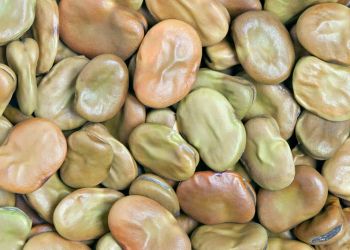 Τα κουκιά και οι παροιμίες τους