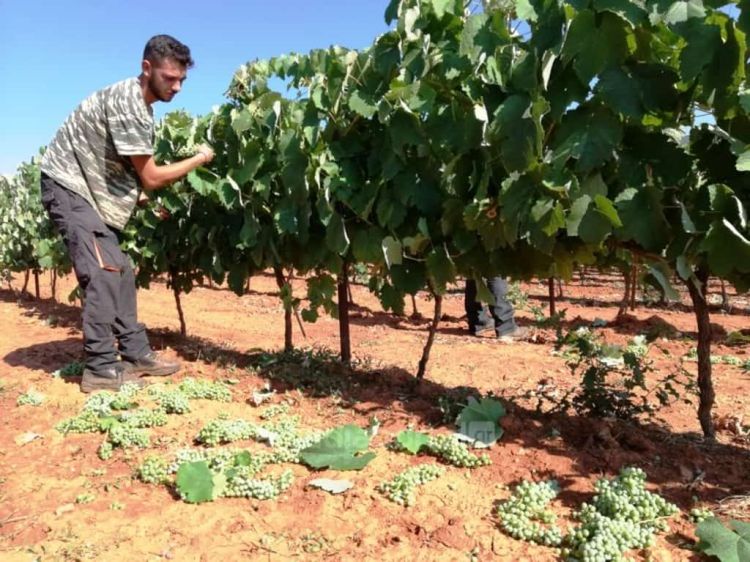 Ψηφιακά η υποβολή αιτήσεων ένταξης στο Πρόγραμμα αναδιάρθρωσης και μετατροπής αμπελουργικών εκτάσεων