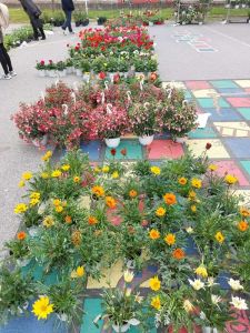 Ανοιξιάτικα λουλούδια στα Κοίλα