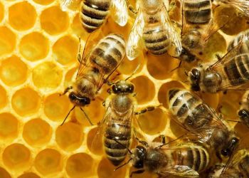 Μελισσοκομικός Σύλλογος Κοζάνης: Tαχύρρυθμες Εκπαιδεύσεις Μελισσοκόμων,  11 12 13 Μαΐου
