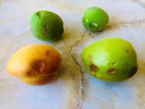 Αρκετές ήταν οι ζημιές από το χαλάζι στο Βελβεντό. Σύσκεψη στην Περιφέρεια Αρκετές ήταν οι ζημιές από το χαλάζι στο Βελβεντό. Σύσκεψη στην Περιφέρεια