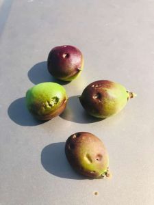 Αρκετές ήταν οι ζημιές από το χαλάζι στο Βελβεντό. Σύσκεψη στην Περιφέρεια Αρκετές ήταν οι ζημιές από το χαλάζι στο Βελβεντό. Σύσκεψη στην Περιφέρεια