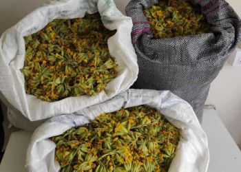 Σύλληψη τριών αλλοδαπών, για παράνομη συλλογή ποσότητας αρωματικού θεραπευτικού φυτού