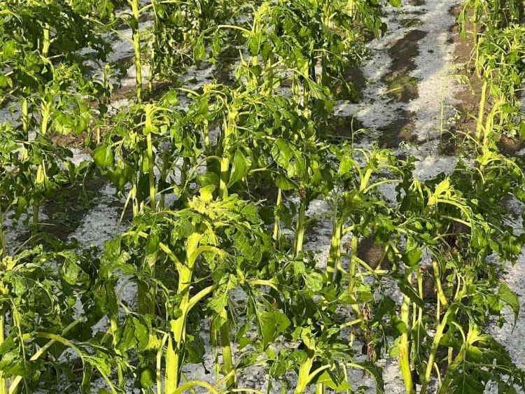 Δρέπανο και Βατερό έντονη χαλαζόπτωση.Καταστροφές σε πατάτα, σιτηρά