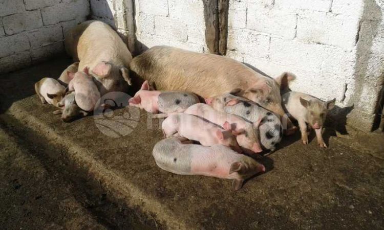 Εφαρμογή για την χορήγηση κρατικών ενισχύσεων στον τομέα της εκτροφής χοίρων σε όλη την Επικράτεια