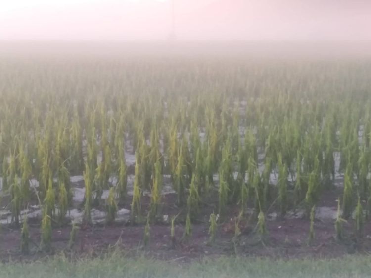 Σε κατάσταση έκτακτης ανάγκης Δρέπανο, Κοιλάδα και Μαυροδέντρι