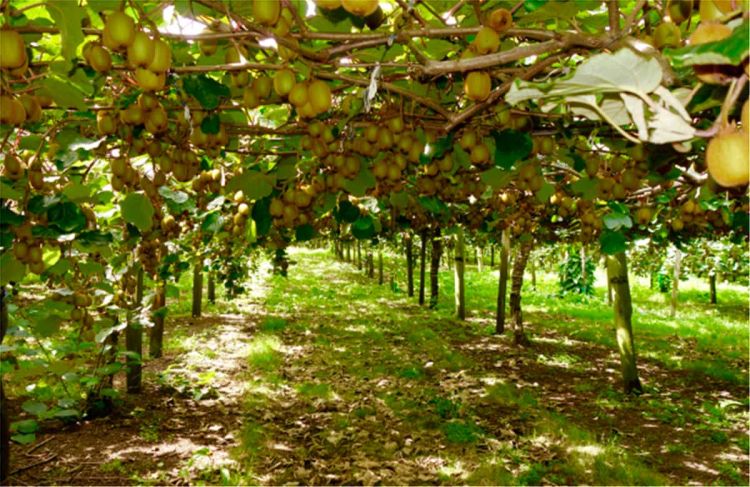 Τα ακτινίδια Κατερίνης και τα μυστικά τους