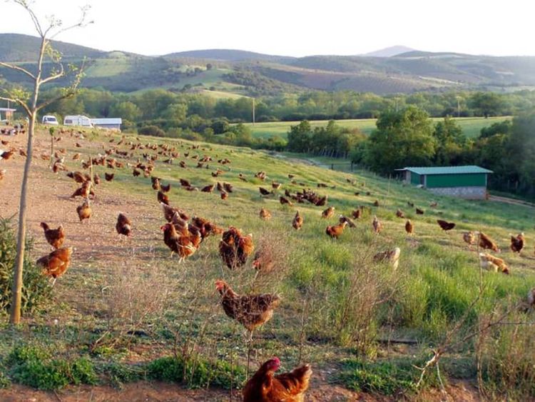 Χάθηκε η παλιά καλή γεύση