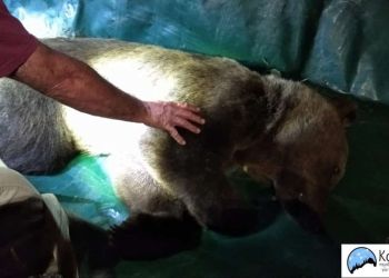 Αρκούδα σε κατοικημένη περιοχή – Στη χερσόνησο Προφήτη Ηλία στην Καστοριά