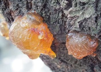 Οριστικοί πίνακες για τον Α΄ κύκλο του ειδικού προγράμματος απασχόλησης ρητινεργατών