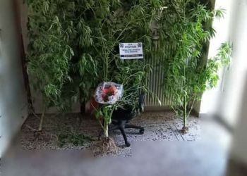Συνελήφθη 60χρονος στη Φλώρινα για καλλιέργεια δενδρυλλίων κάνναβης και κατοχή ναρκωτικών ουσιών