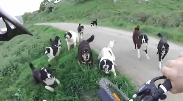 Κυνηγετικός Σύλλογος Κοζάνης Απάντηση Στις Κατηγορίες Κτηνοτρόφων Από Τα Σέρβια Για Δηλητηριάσεις Σκύλων Από Κυνηγούς