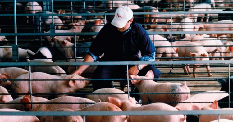 Παρούσα και φέτος η Ελλάδα στην εκστρατεία ευαισθητοποίησης για την Αφρικανική Πανώλη των Χοίρων Παρούσα και φέτος η Ελλάδα στην εκστρατεία ευαισθητοποίησης για την Αφρικανική Πανώλη των Χοίρων