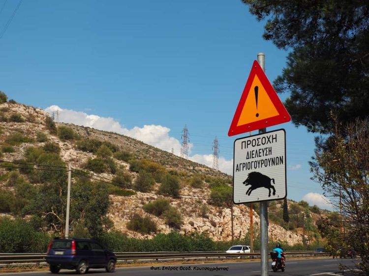 Αγριογούρουνα στην Λεωφόρο Αθηνών – Αττικής