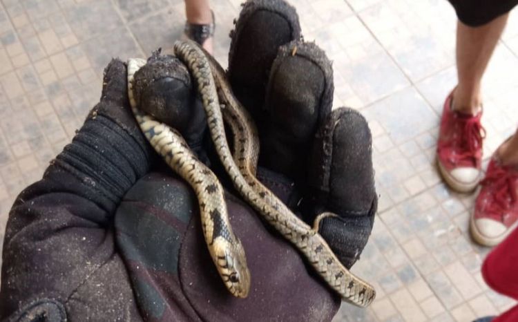 Κοζάνη: Τρόμος για ενοίκους σπιτιού – Βρήκαν φίδι πίσω από τον καναπέ