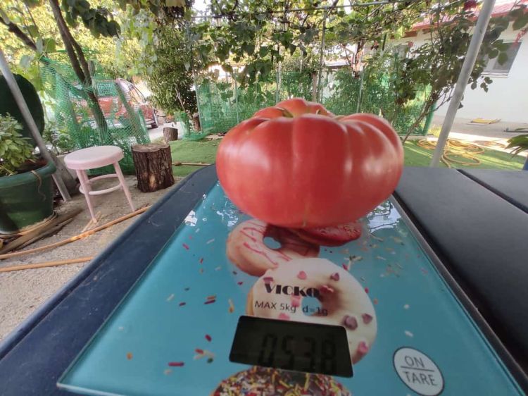 Ντομάτα “γίγαντας”