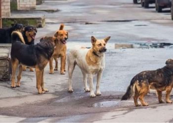 Ο σύλλογος μας, δεν είναι σε καμία περίπτωση υπεύθυνος για όλα όσα συμβαίνουν στο πρώην Στρατόπεδο ΛΥΒ της Σιάτιστας.